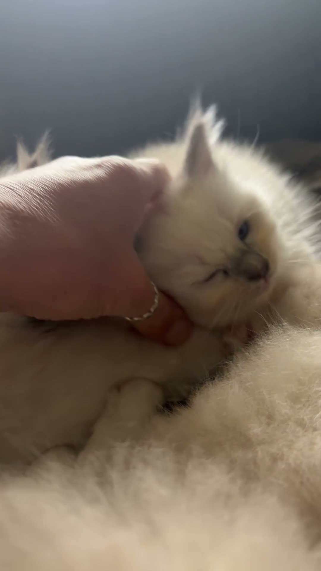 Ragdoll cats for sale: Beautiful litter of Ragdoll kittens - Video 1