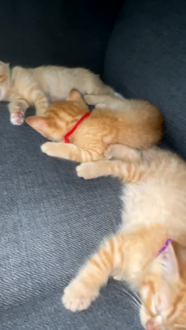 Mixed Breed cats for sale: 4 beautiful Ragdoll x kittens. - Video 1