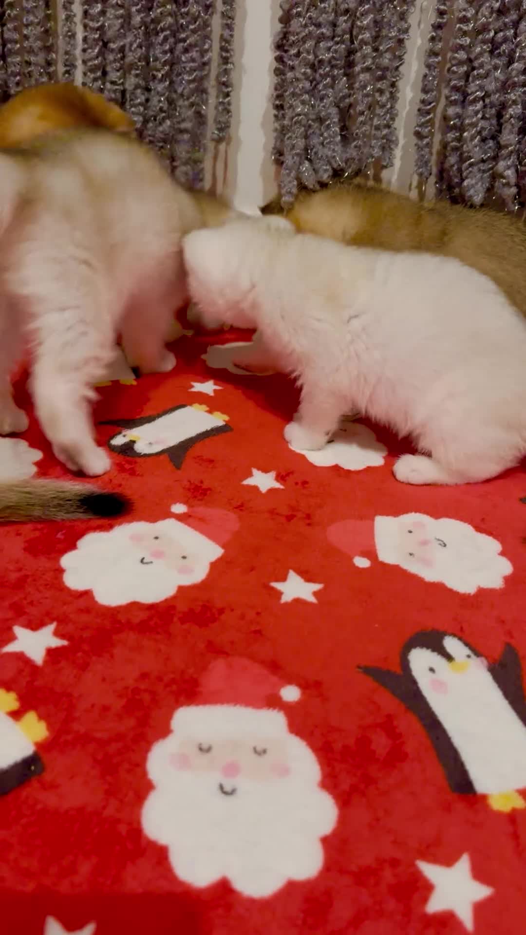 Scottish Fold cats for sale: Scottish purebred Fold and Straight kittens - Video 3