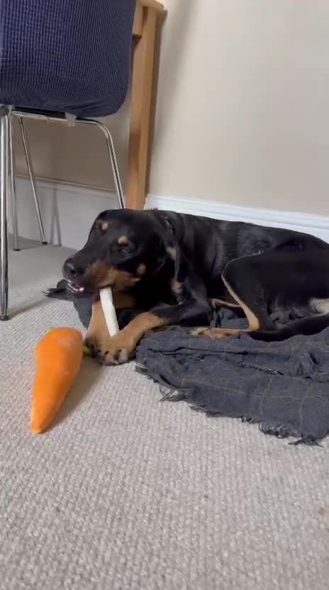 Dobermann dogs for sale: 🐶 Meet Mocha – Gentle Soul - Video 2
