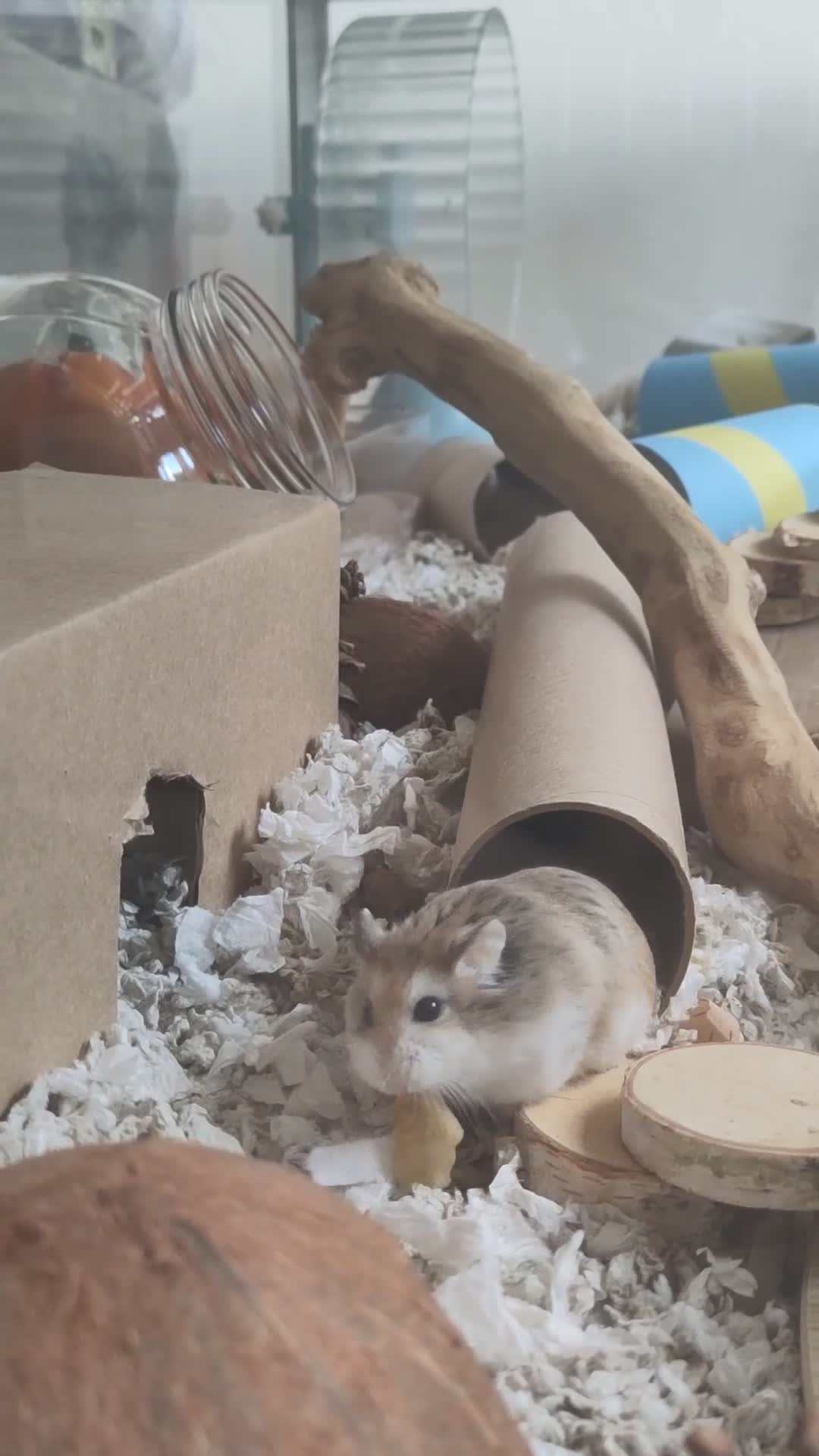 Hamster rodents for sale: Noodle | For Adoption | Male Roborovski Hamster - Video 1
