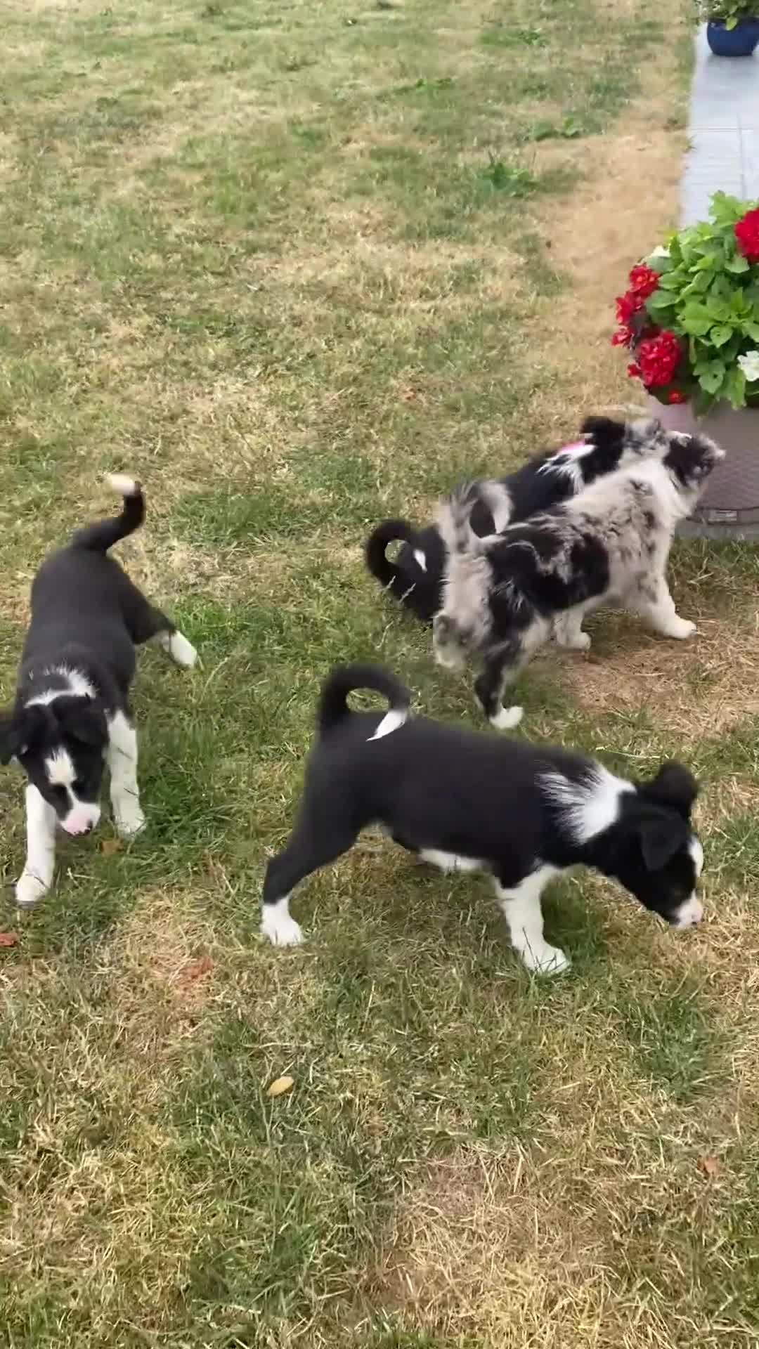 Border Collie dogs for sale: Blue and black white collies  in Newtown - Video 1
