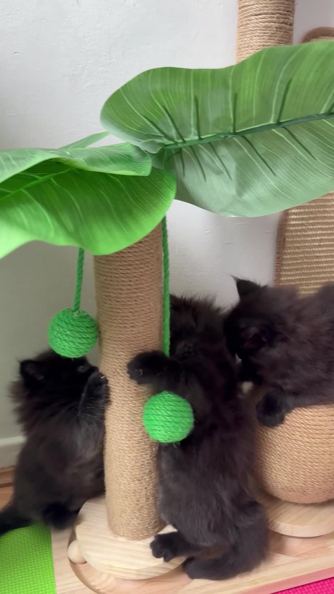 Maine Coon cats for sale: 🐈‍⬛ Maine Coon Kittens 3 Girls and 2 Boys 🐈‍⬛ - Video 1