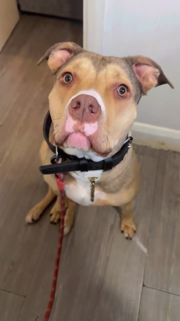 American Bull Staffy dogs for sale: Milly looking for forever home !  - Video 3