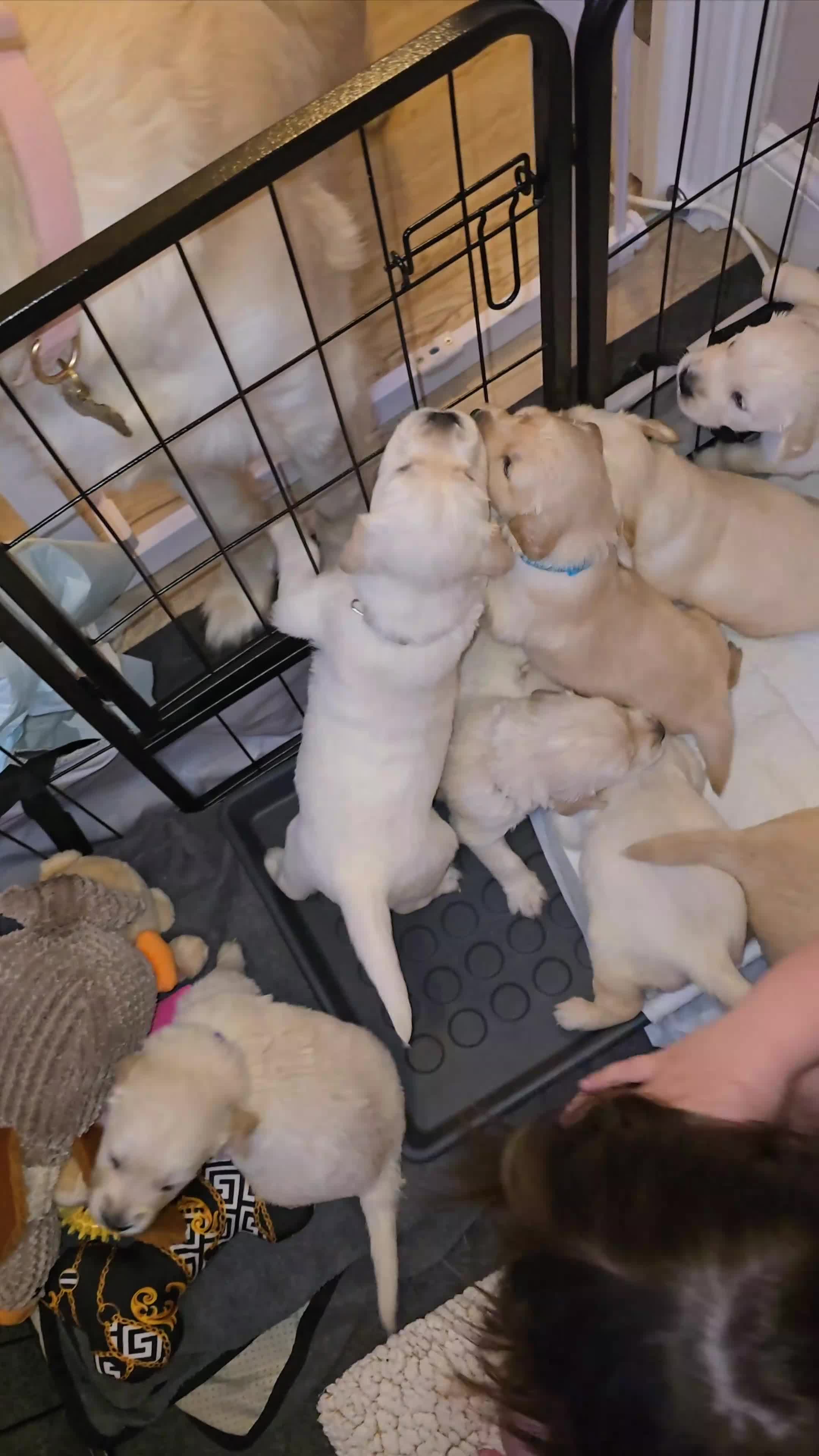 Golden Retriever dogs for sale: Stunning KC golden retriever puppies - Video 1