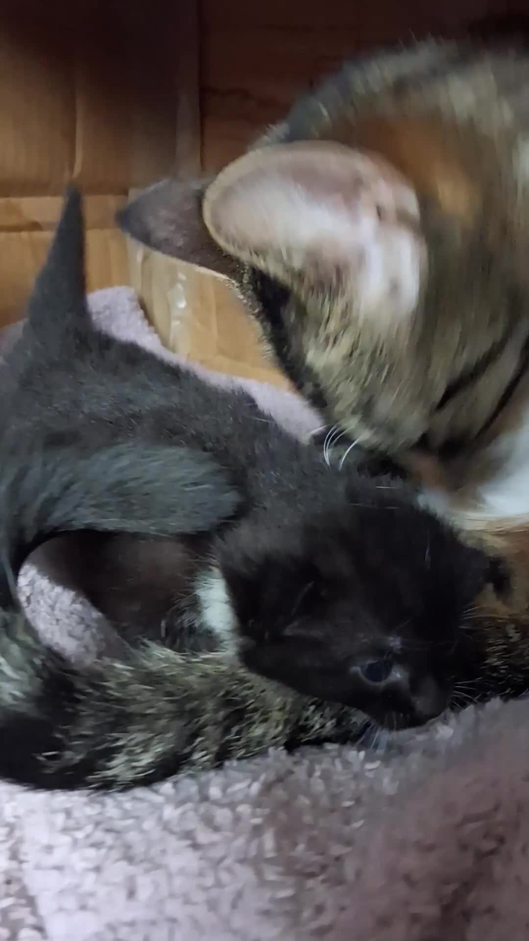 Mixed Breed cats for sale: Mixed breed 2 x kittens - Video 1