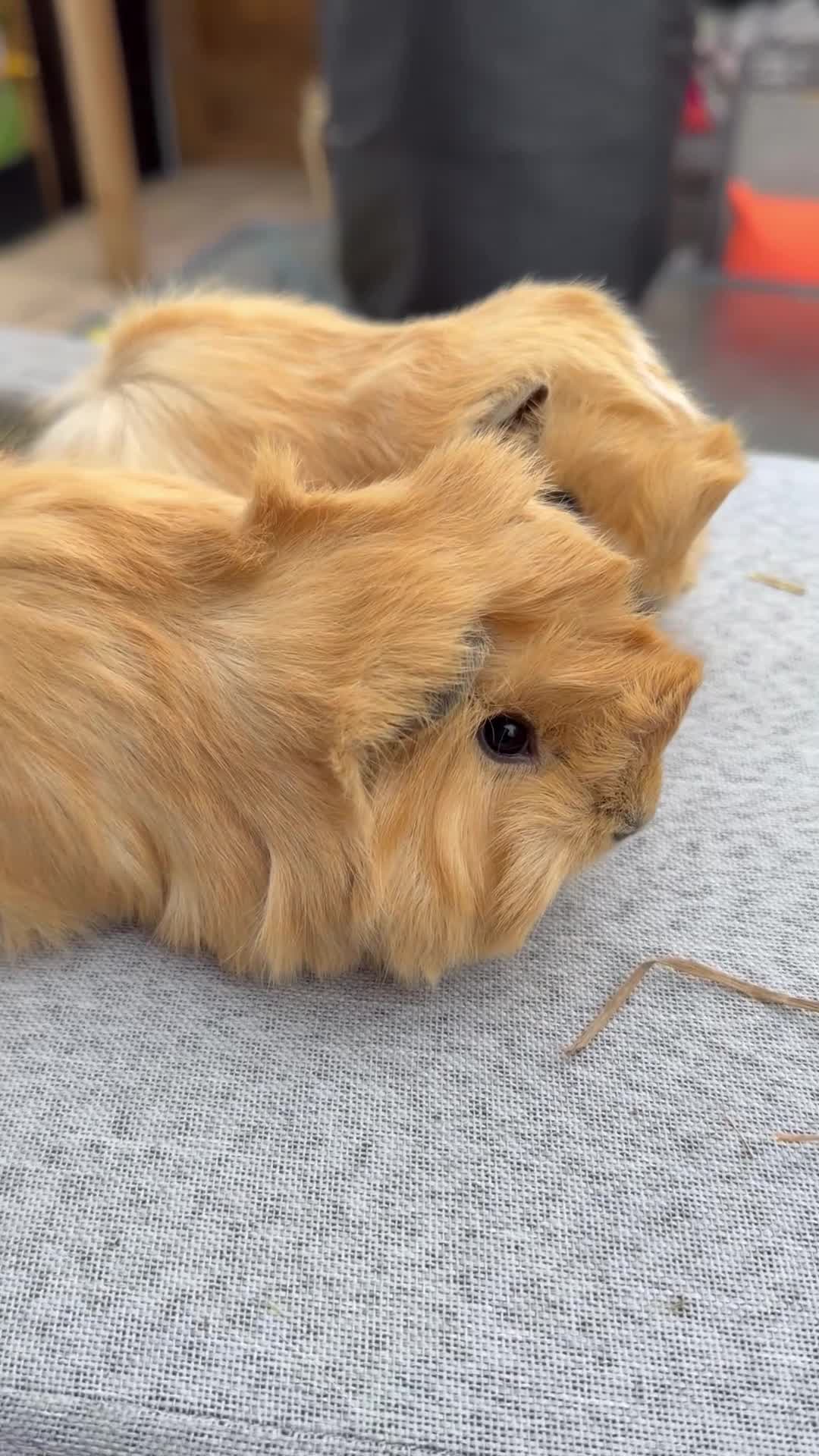 Guinea Pig rodents for sale: Swiss & Peruvians baby’s available  - Video 1