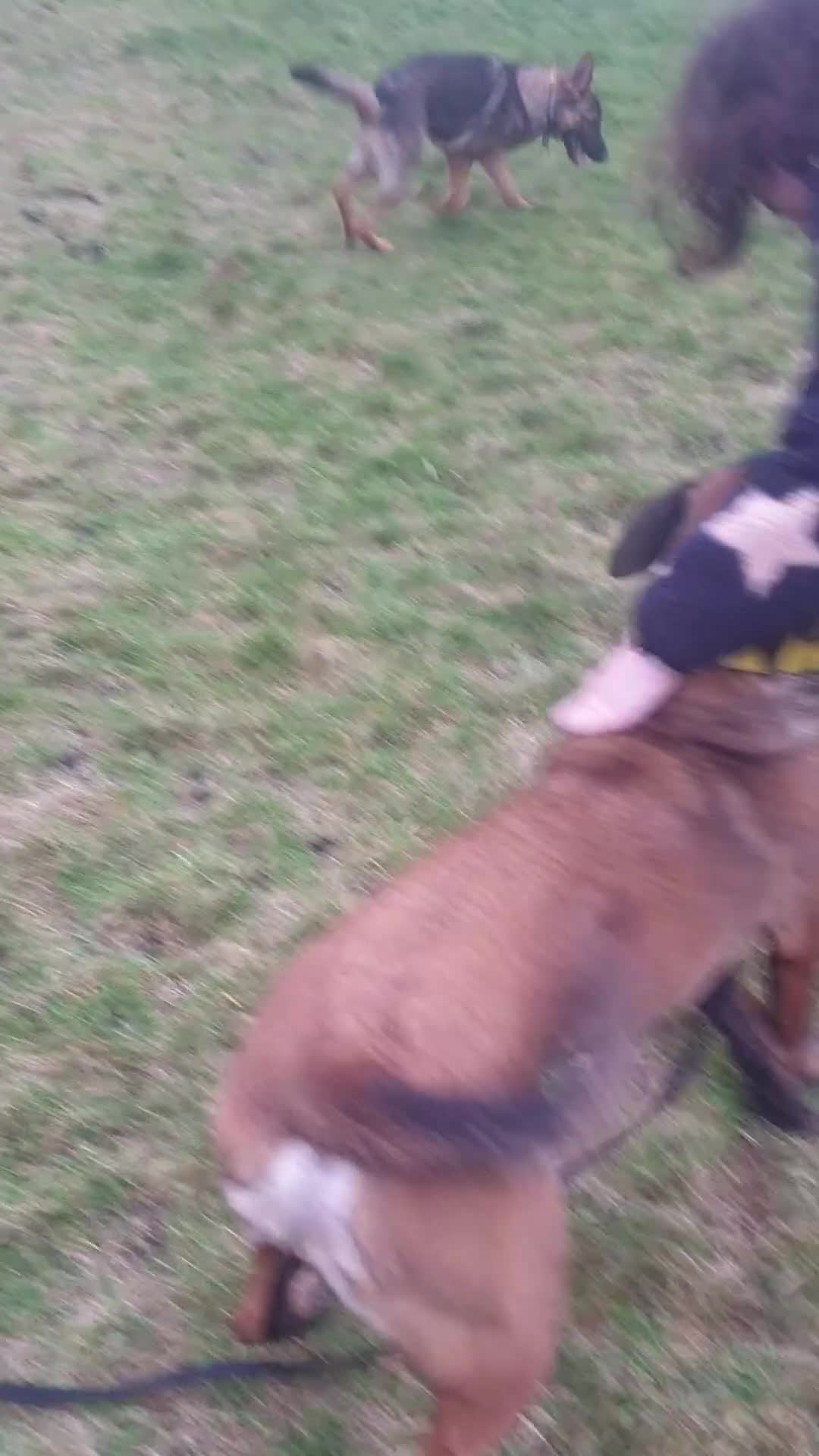 Belgian Shepherd Dog dogs for sale: Belgian Malinois x Dutch - Female 4 Yrs - Video 1