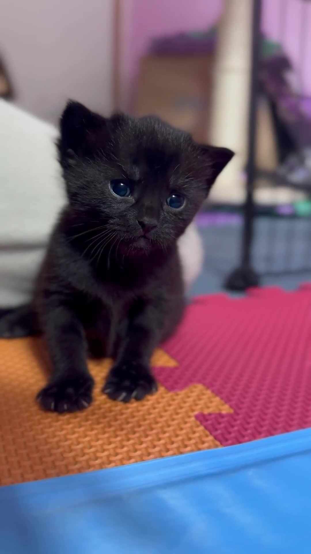 Domestic Shorthair cats for sale: Sweet Black Kitten Ready for Forever Home 🐾 - Video 1