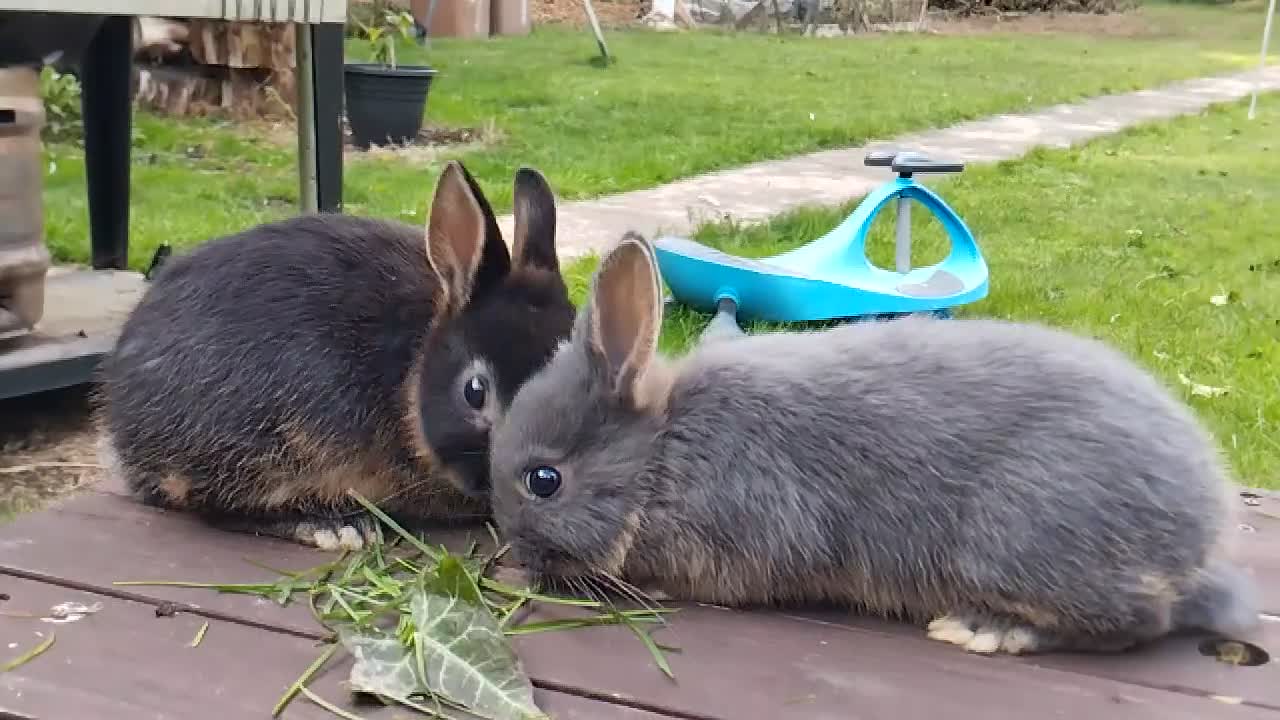 Netherland Dwarf rabbits for sale: Netherland dwarf (female) £100 each  - Video 1