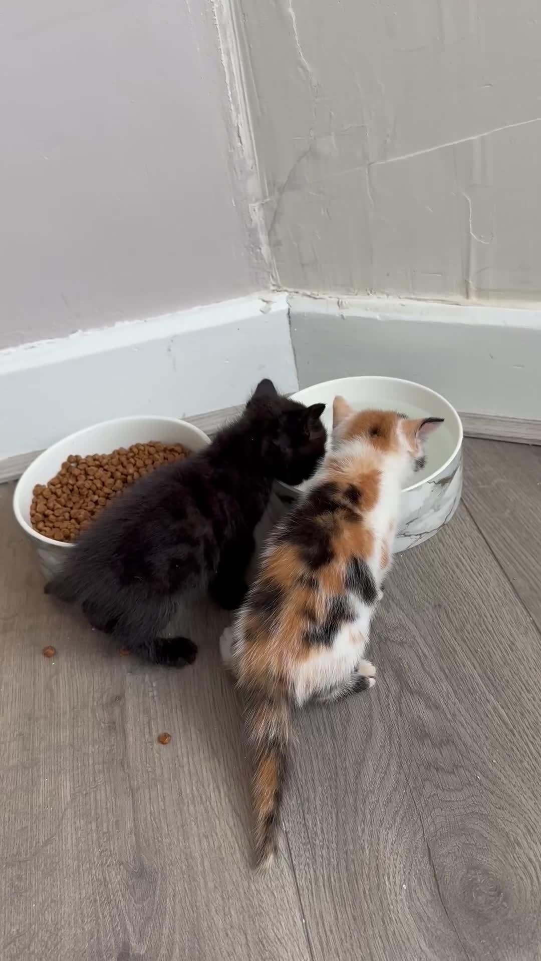 Bengal cats for sale: Bengal kittens 4 pure bangals 5 bengal x kittens - Video 3