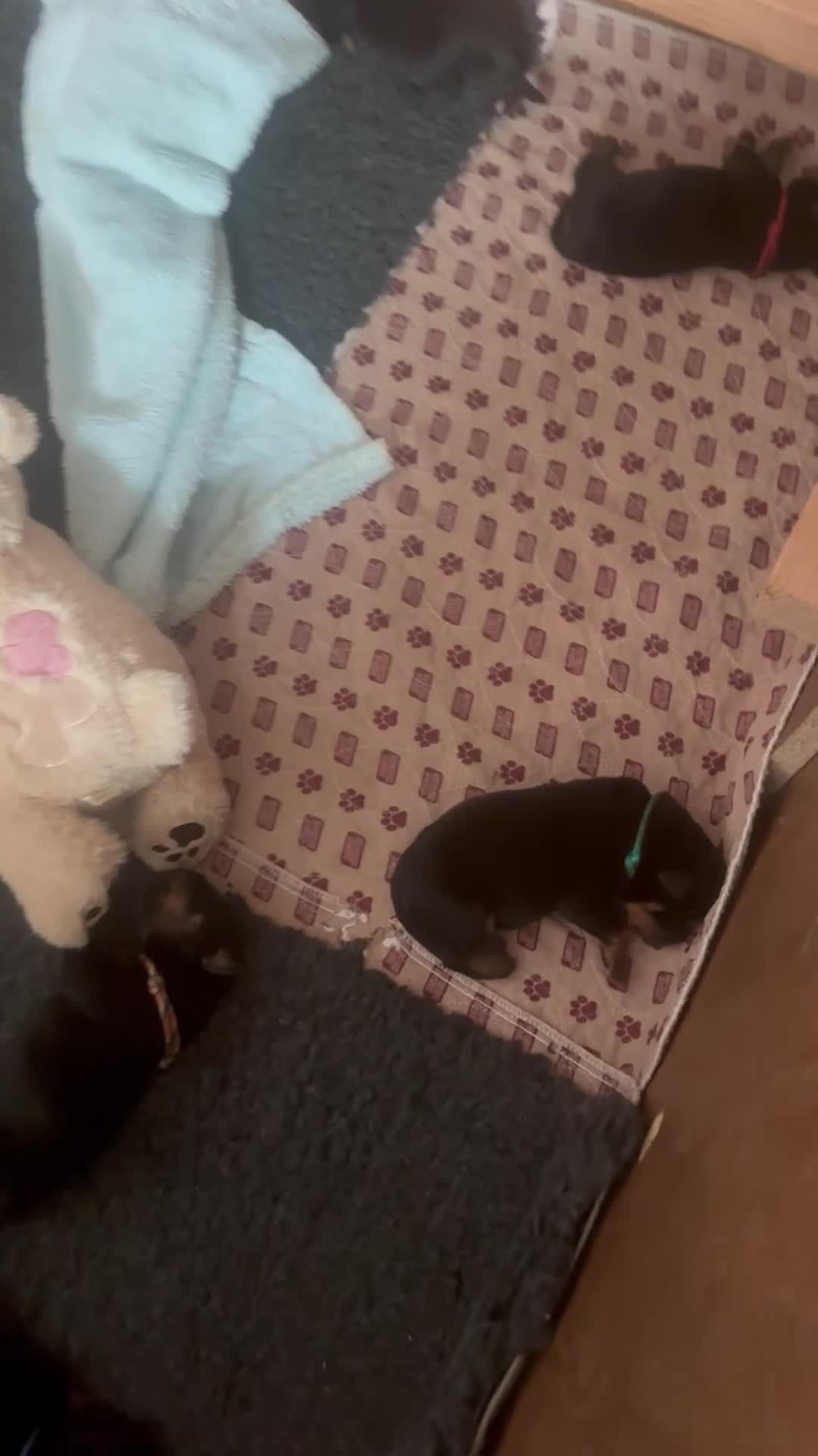 Rottweiler dogs for sale: Amazing Rottweiler litter of 12, 5 girls 7 boys  - Video 2