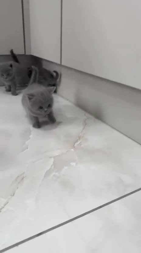 British Shorthair cats for sale: British blue shorthairs purebred  in Hounslow - Video 2