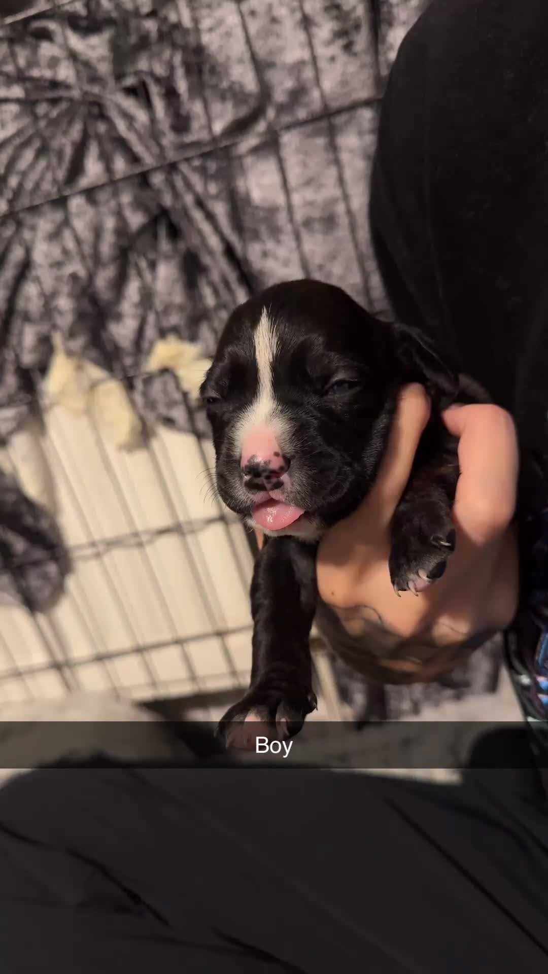 Mixed Breed dogs for sale: 9 cane corse/ staff pups  - Video 1