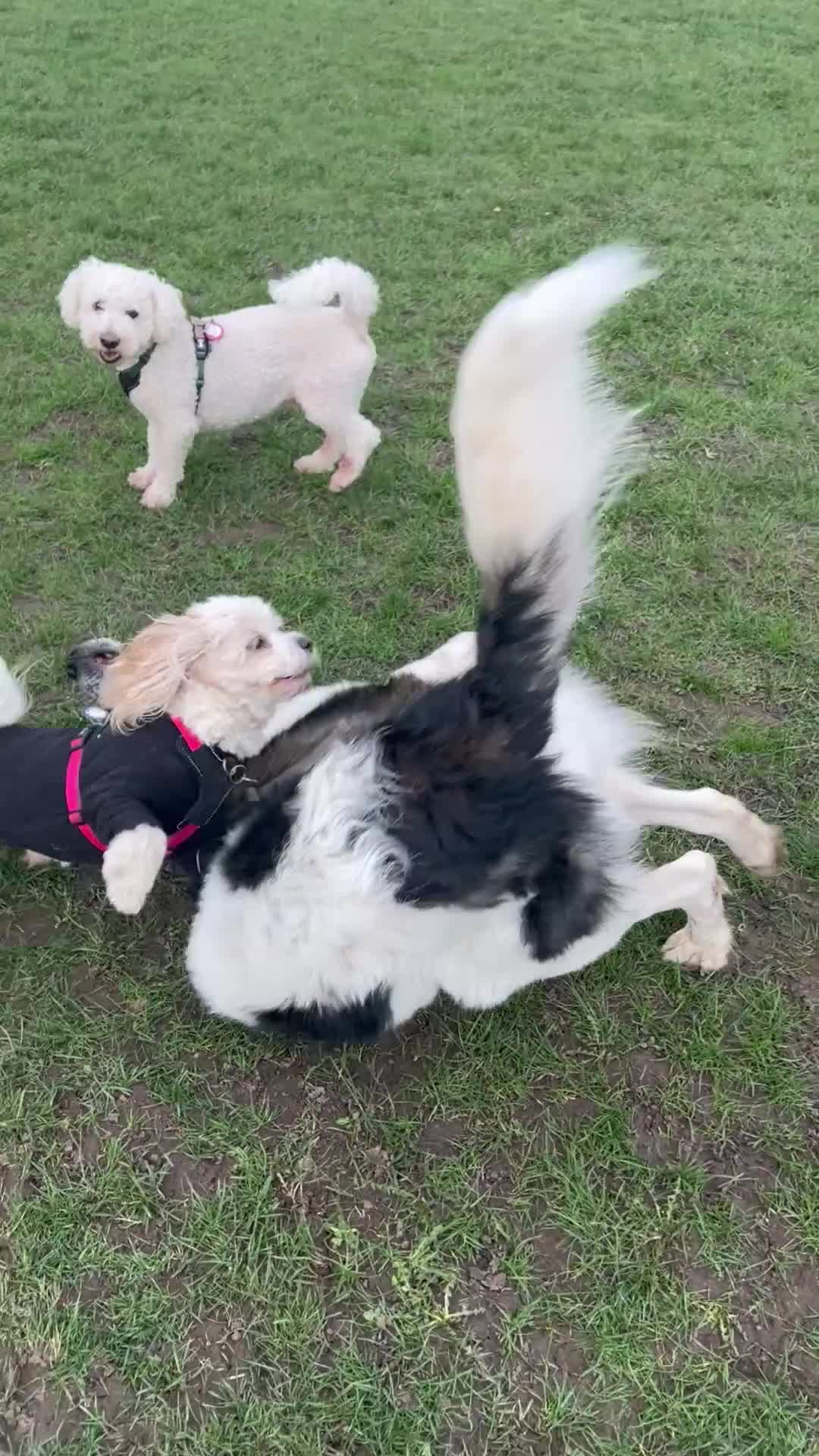 Mixed Breed dogs for sale: Maremma Caucasian Shepherd cross - Video 3