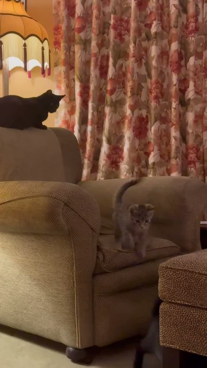 Domestic Shorthair cats for sale: 12 wk old tabby kitten in Corwen - Video 3