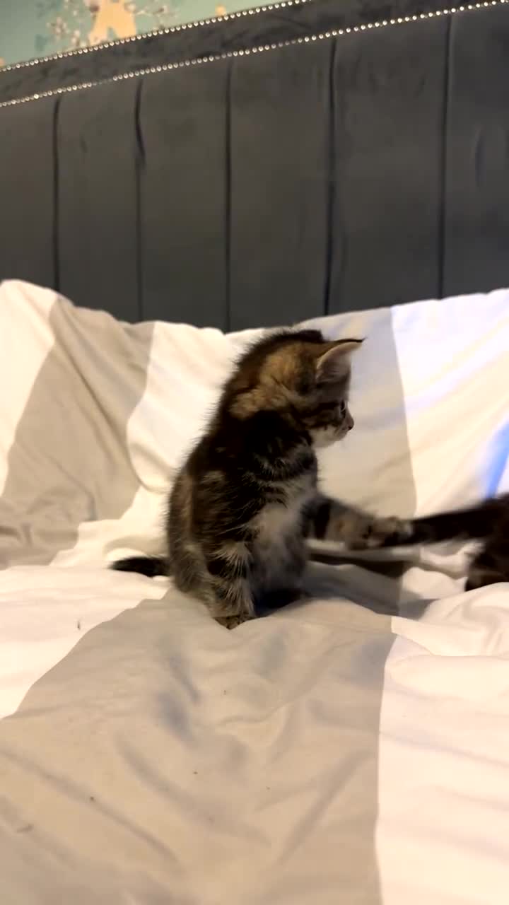 Domestic Shorthair cats for sale: 4 beautiful kittens, 2 boys and 2 girls - Video 2