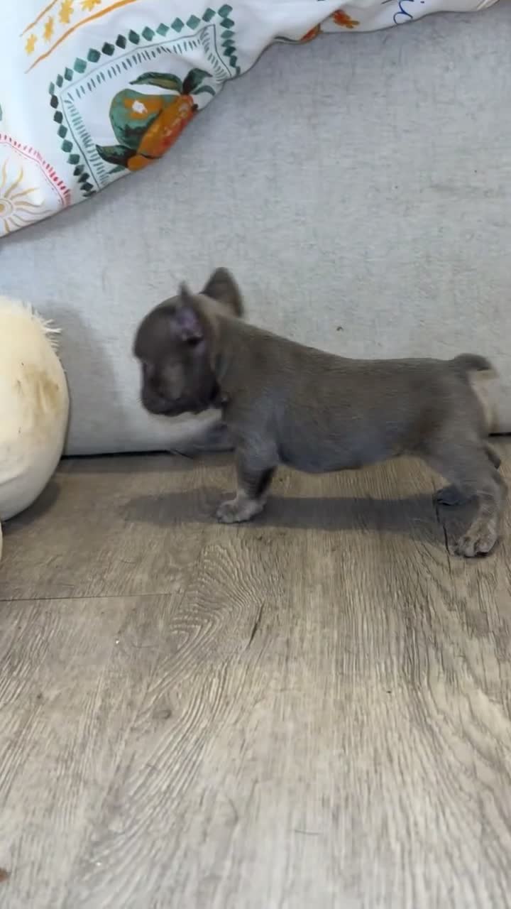 French Bulldog dogs for sale: STUNNING FRENCHIES ✨ - Video 2