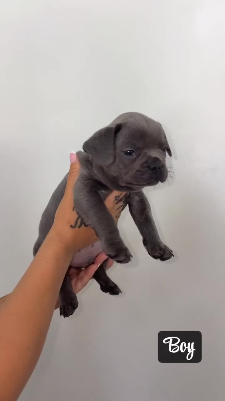 French Bulldog dogs for sale: French Bulldog Puppies - Video 1
