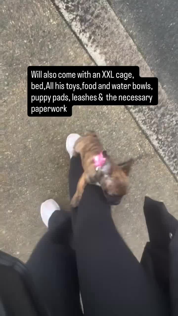 Mixed Breed dogs for sale: 12 weekold Frenchie mixed Yorkshire terrier - Video 2