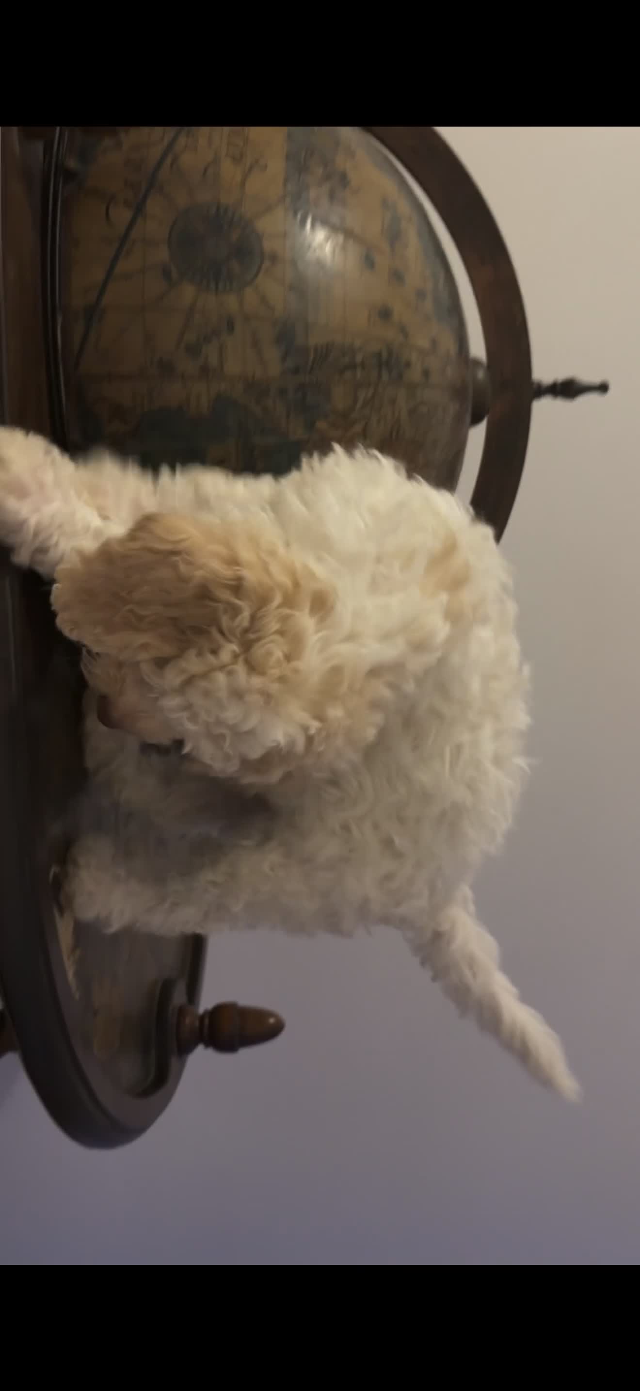 Lagotto Romagnolo dogs for sale: One Male Lagotto Romangnolo available - Video 1