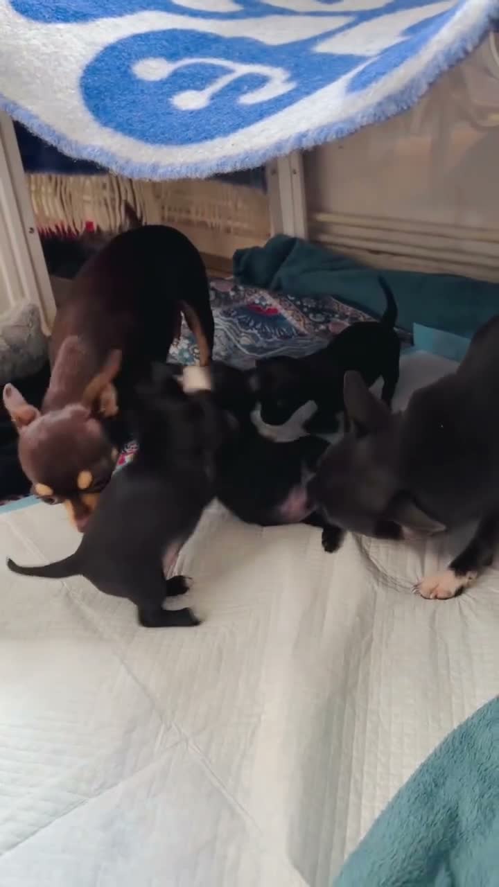 Chihuahua dogs for sale: Black grey rare chihuahua pups, healthy parents N1 - Video 1
