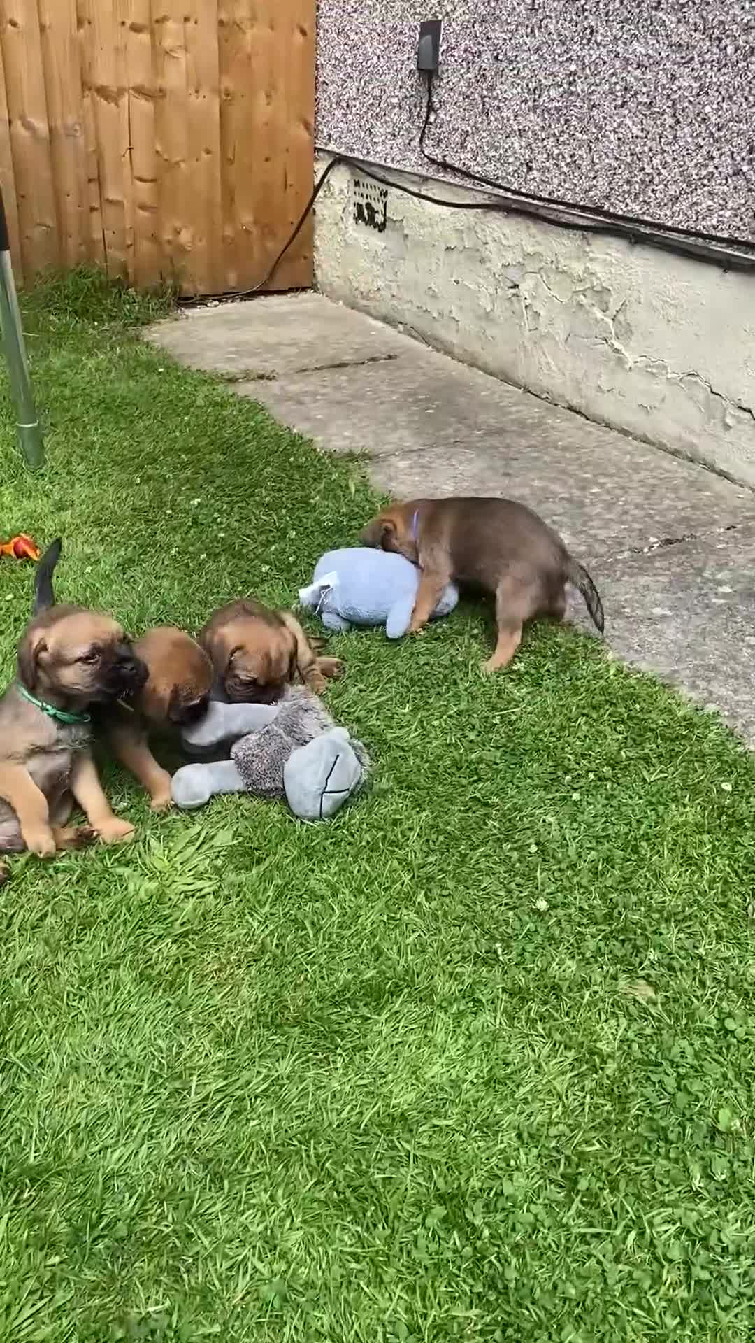 Border Terrier dogs for sale: ⭐️KC BORDER TERRIER PUPPIES, SLEM CLEAR - Video 3
