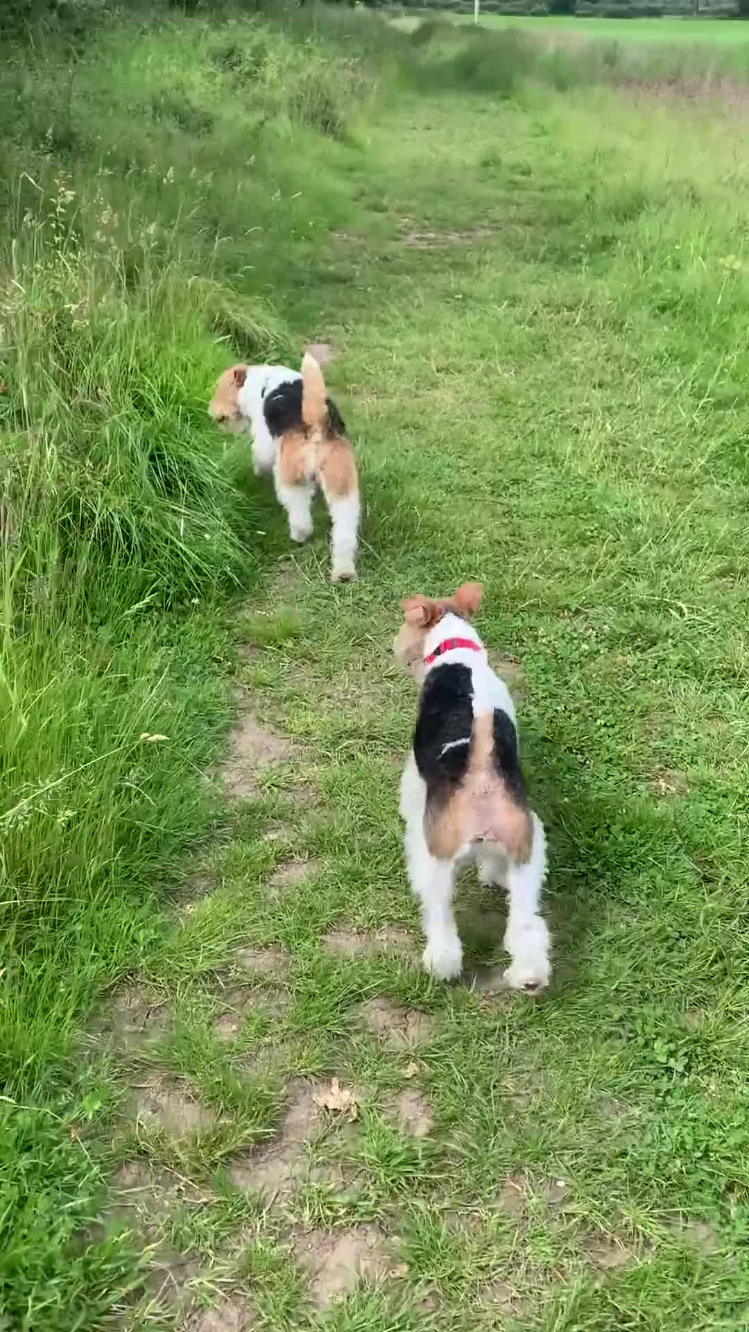 Fox Terrier dogs for sale: Fox terrier puppies for sale - Video 1