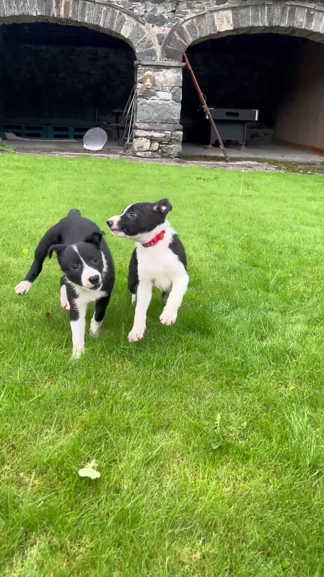 Border Collie dogs for sale: Border collie pups 🐶  - Video 4