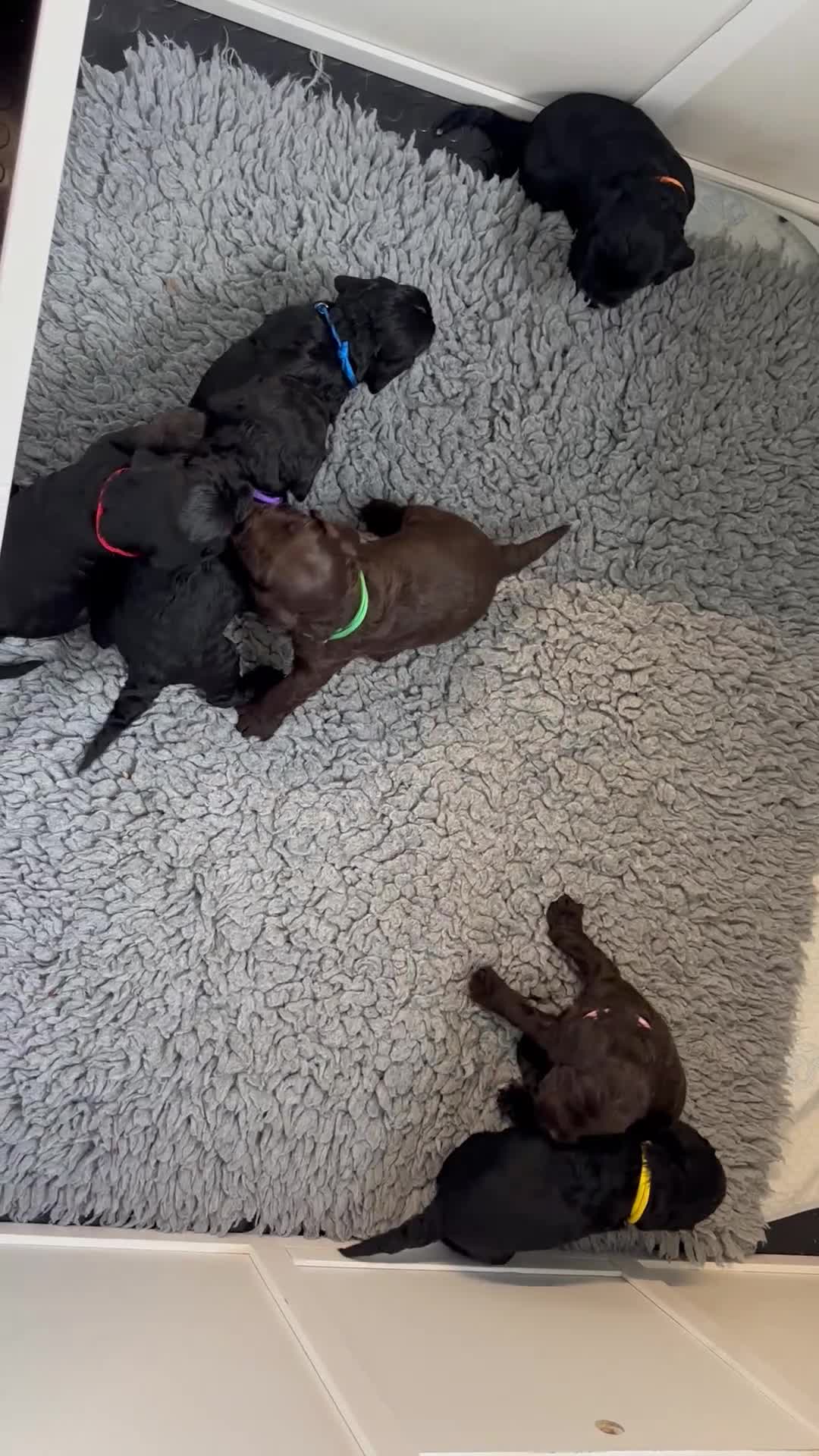 Cockapoo dogs for sale: F2 cockapoo’s (last girl) - Video 5