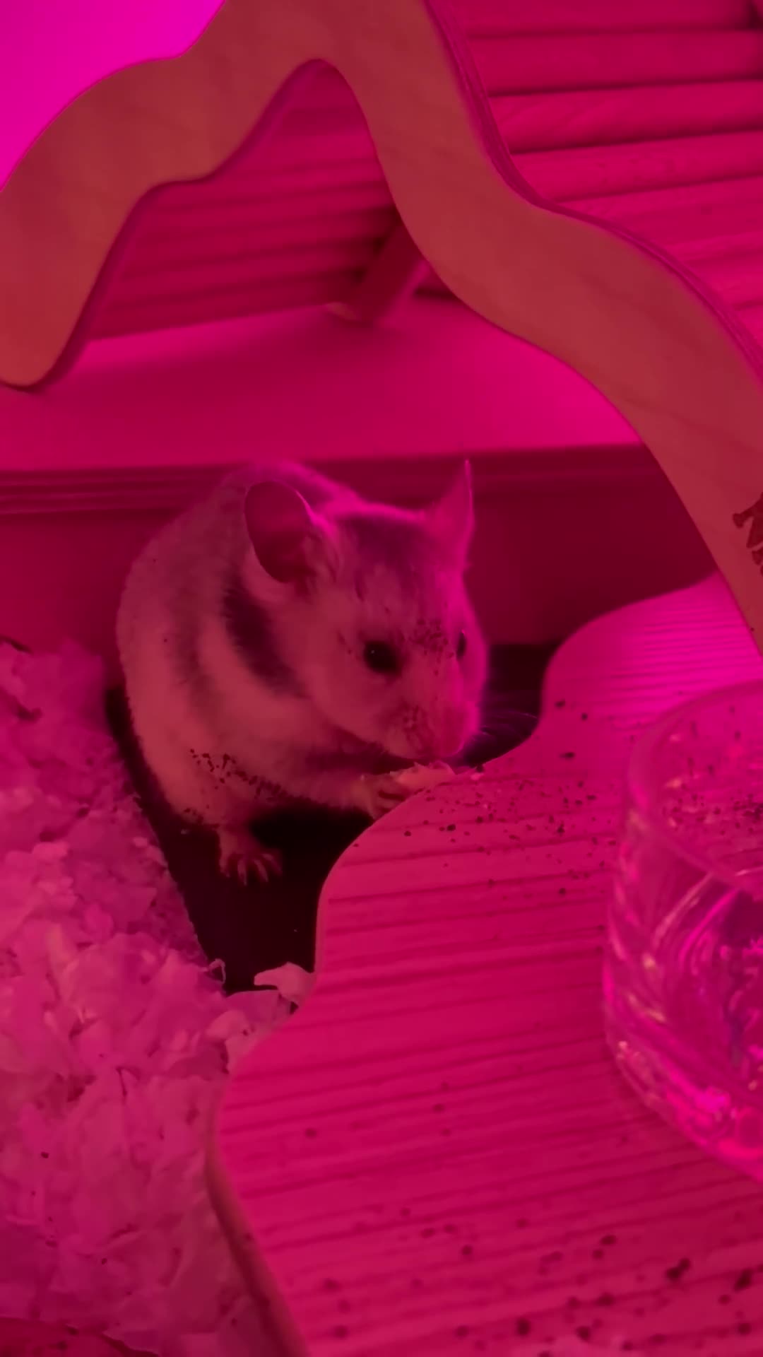Hamster rodents for sale: Syrian Hamster  - Video 2