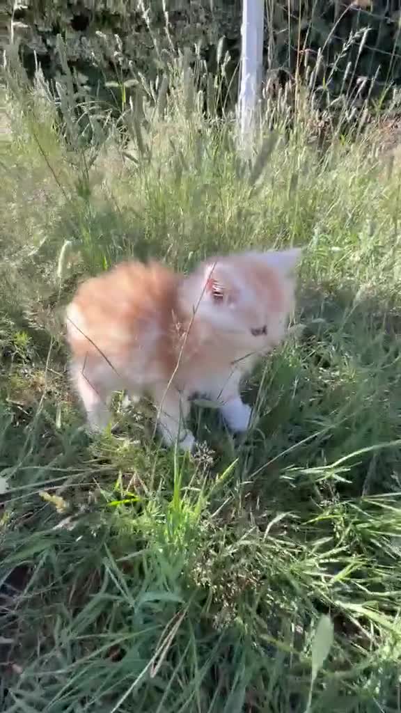Maine Coon cats for sale: Gorgeous MaineCoon Kittens - Video 1