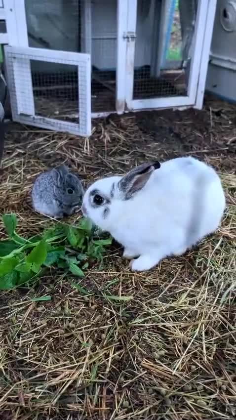 Netherland Dwarf rabbits for sale: Gorgeous Netherland Dwarf Rabbits - Video 1