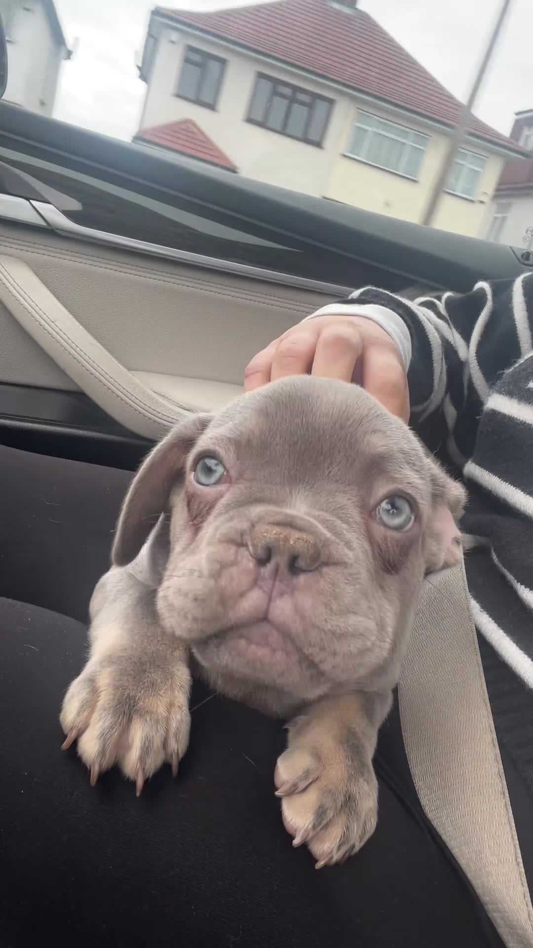 French Bulldog dogs for sale: £650 French bulldog  - Video 2