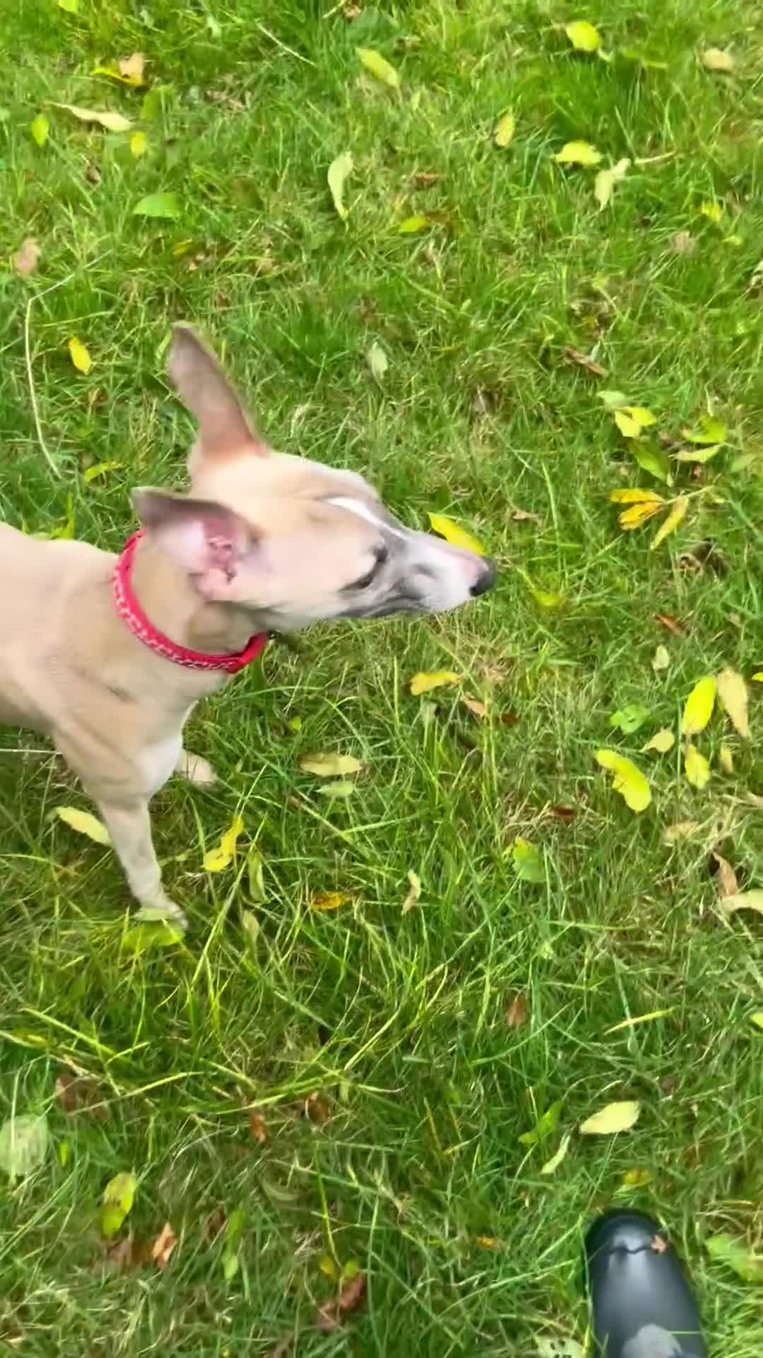 Whippet dogs for sale: 17 month old Male Whippet - Video 1