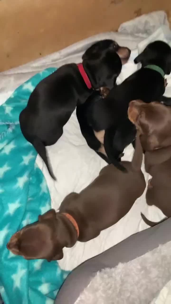 Miniature Dachshund dogs for sale: Miniature Dachshund's   - Video 1