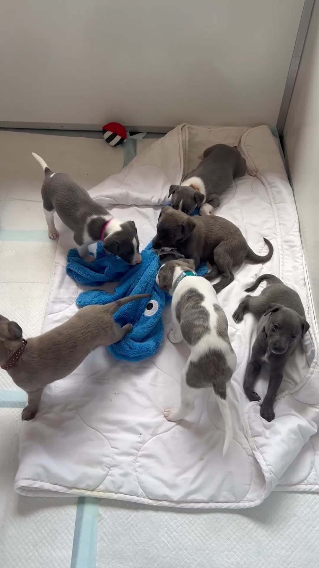 Whippet dogs for sale: Whippet puppies  - Video 3