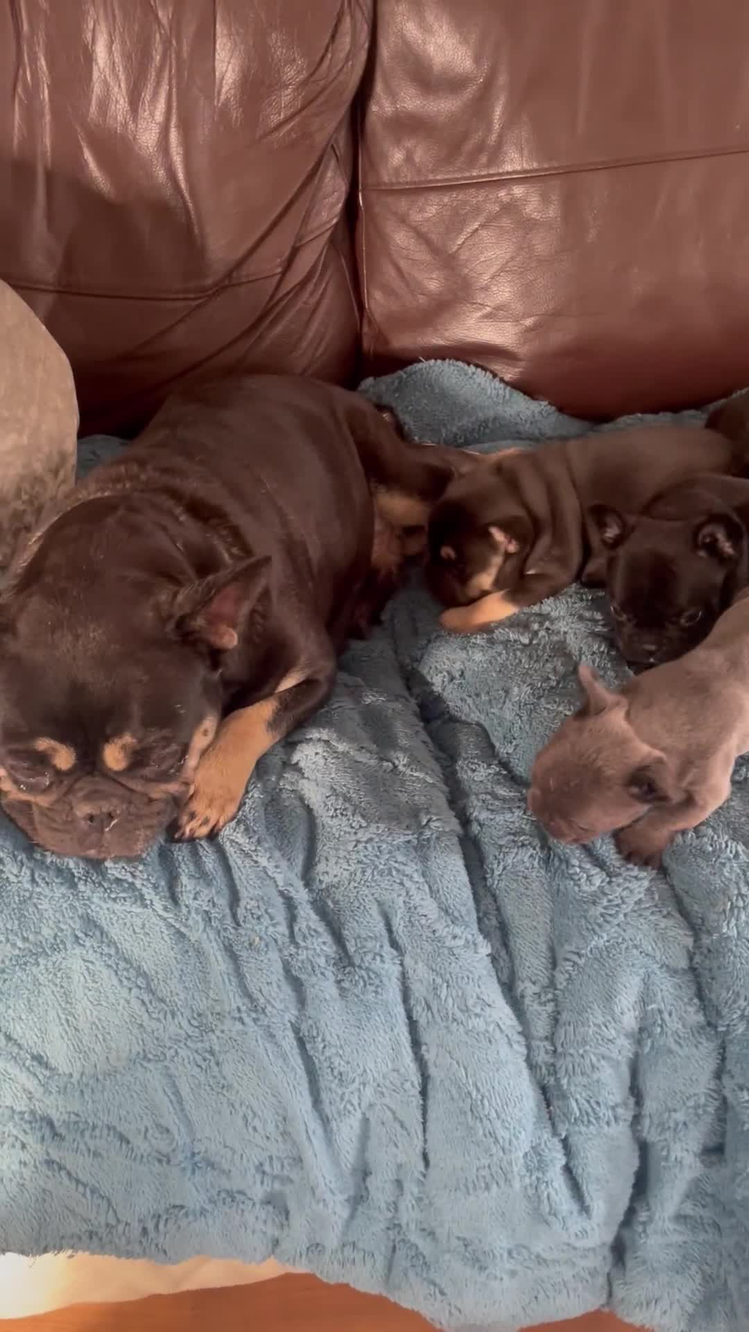 French Bulldog dogs for sale: French Bulldog puppies. 3 x boys 1 x girl - Video 5