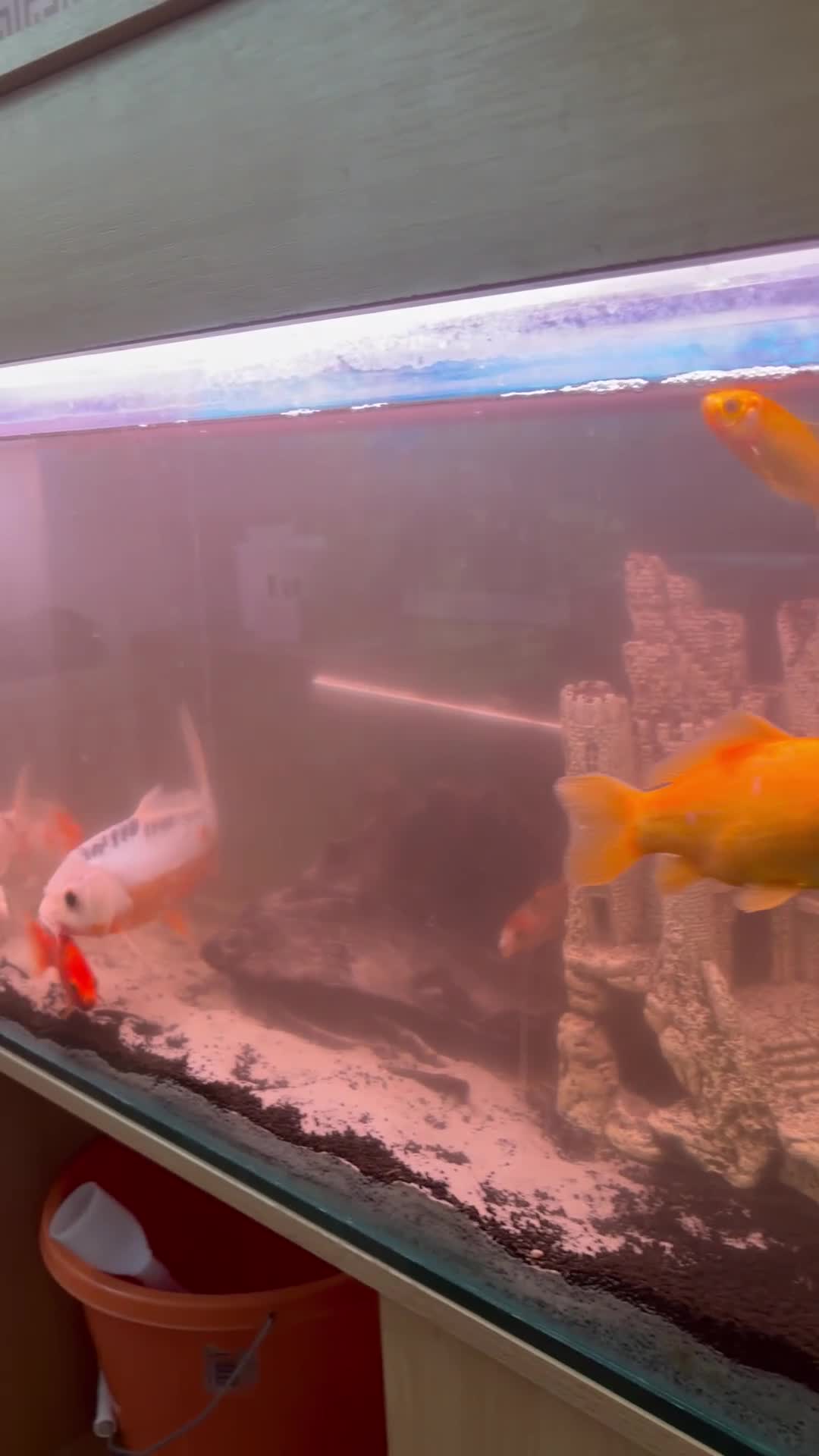 Koi Carp fish for sale: Koi japens - Video 2