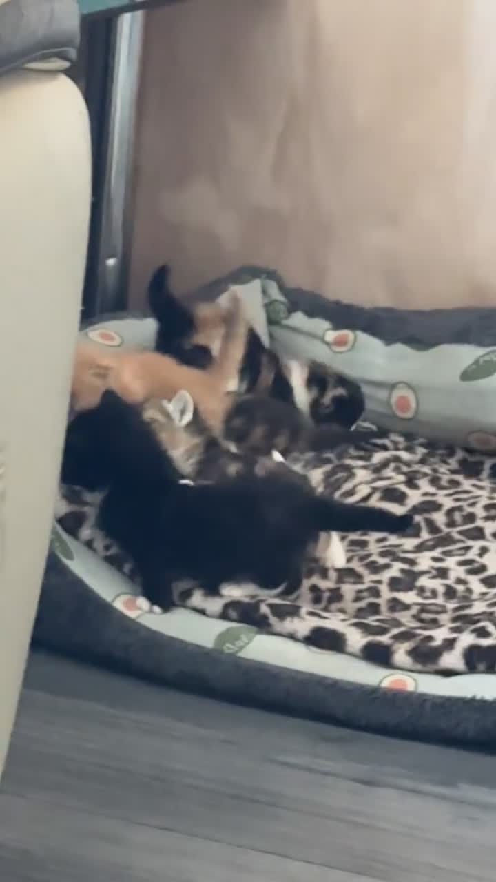 Bengal cats for sale: Beautifull kittens for sale - Video 1
