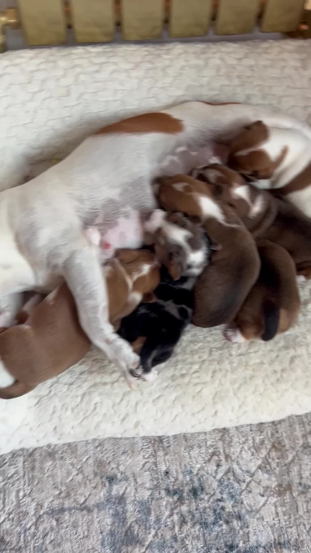 Jack Russell dogs for sale: *** 5 stunning puppies available *** - Video 3