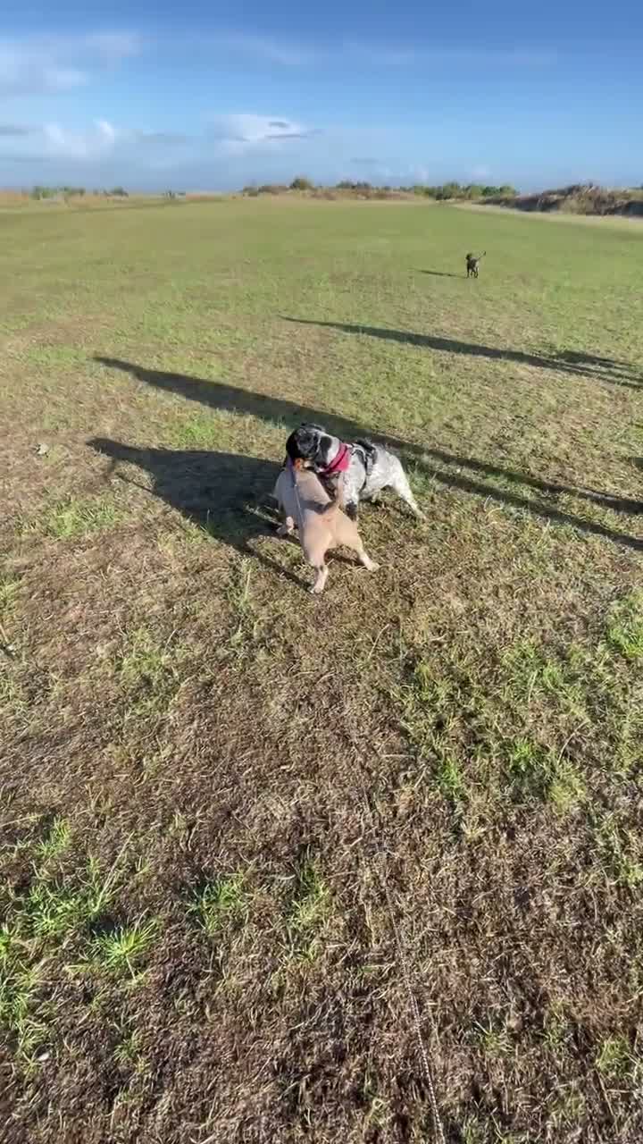 American Bully dogs for stud: 🐾LILAC AMERICAN POCKET BULLDOG STUD 🐾 in Wolverhampton - Video 2