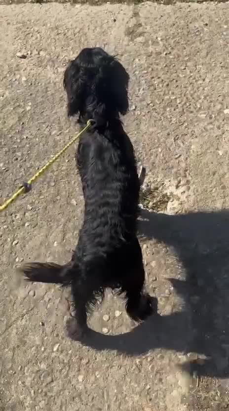 Sprocker dogs for sale: Sprocker Spaniel Puppies in Colchester - Video 1