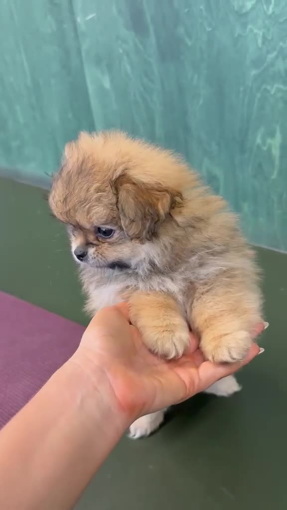 Mixed Breed dogs for sale: Stunning Shih Tzu/ Pomeranian puppies  - Video 1