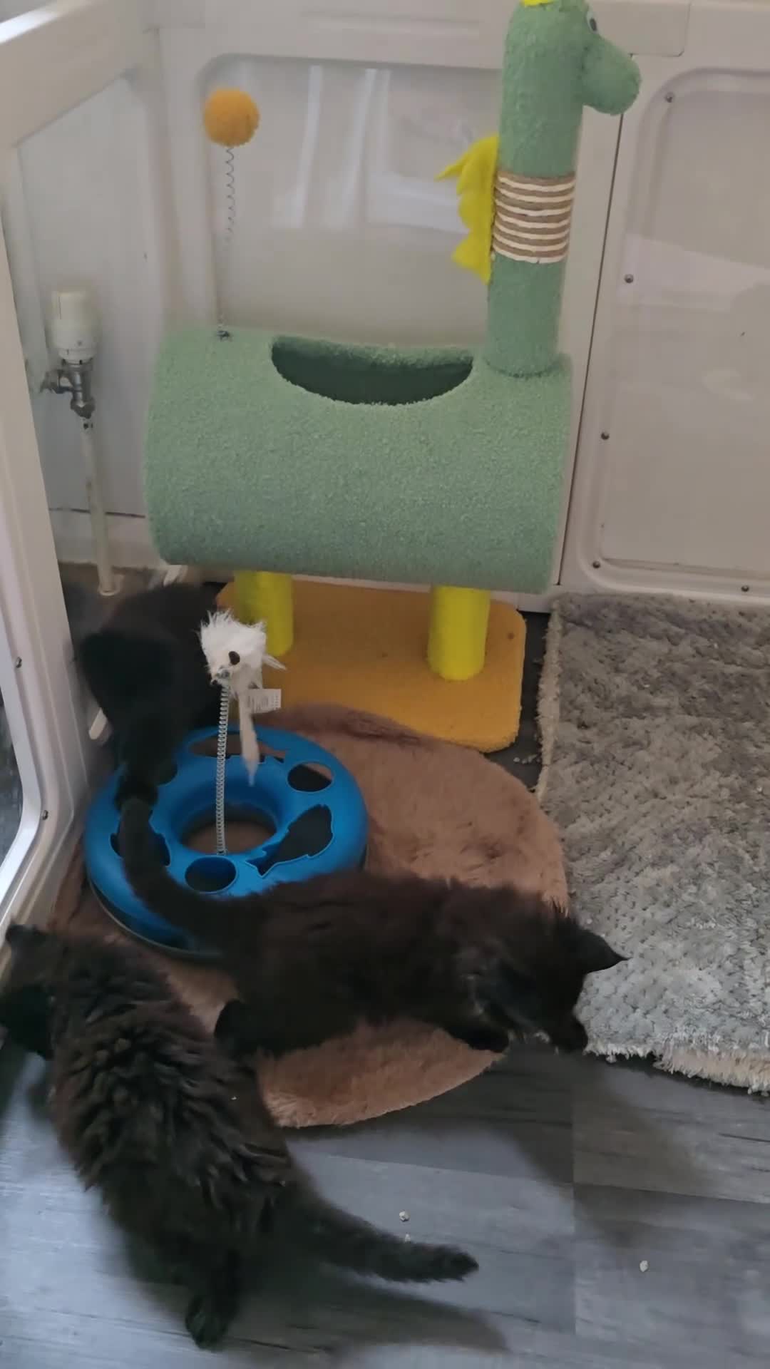 Maine Coon cats for sale: Maine Coon Kittens Polydactyl Russian line - Video 3