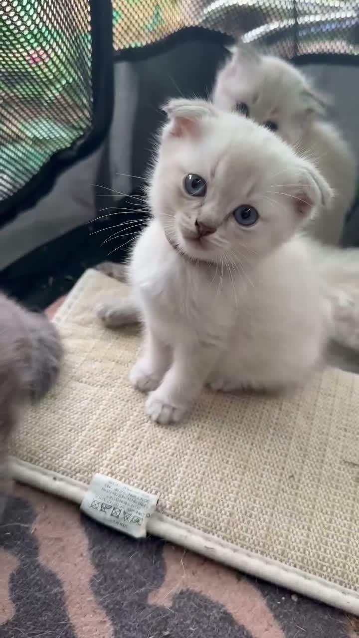 Scottish Fold cats for sale: Scottish Fold X Lilac Ragdoll twins ❤️  - Video 1