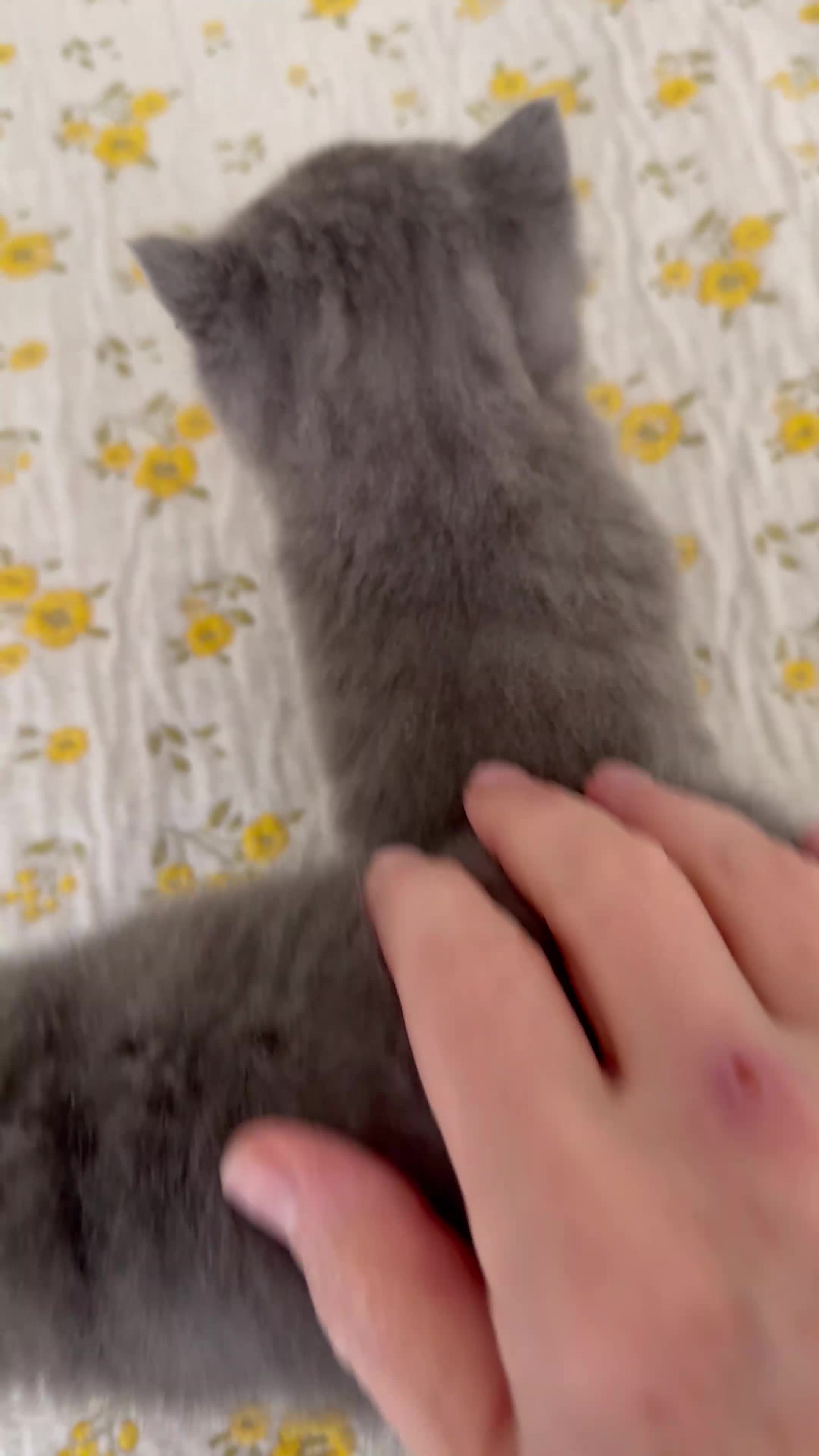 British Shorthair cats for sale: British Shorthair Blue kittens-GCCF Lines - Video 2