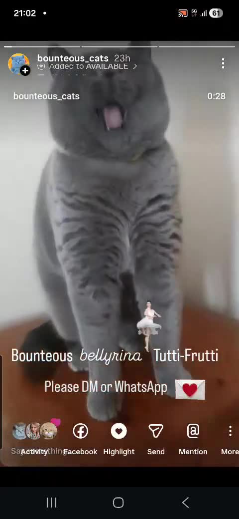 British Shorthair cats for sale: Closing of BSH cattery, 50% discount  - Video 1