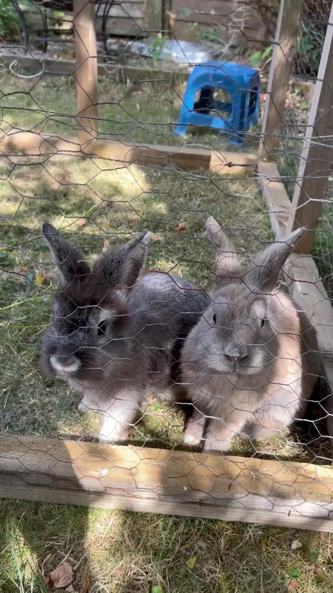 Mixed Breed rabbits for sale: Mixed lion lops  - Video 1