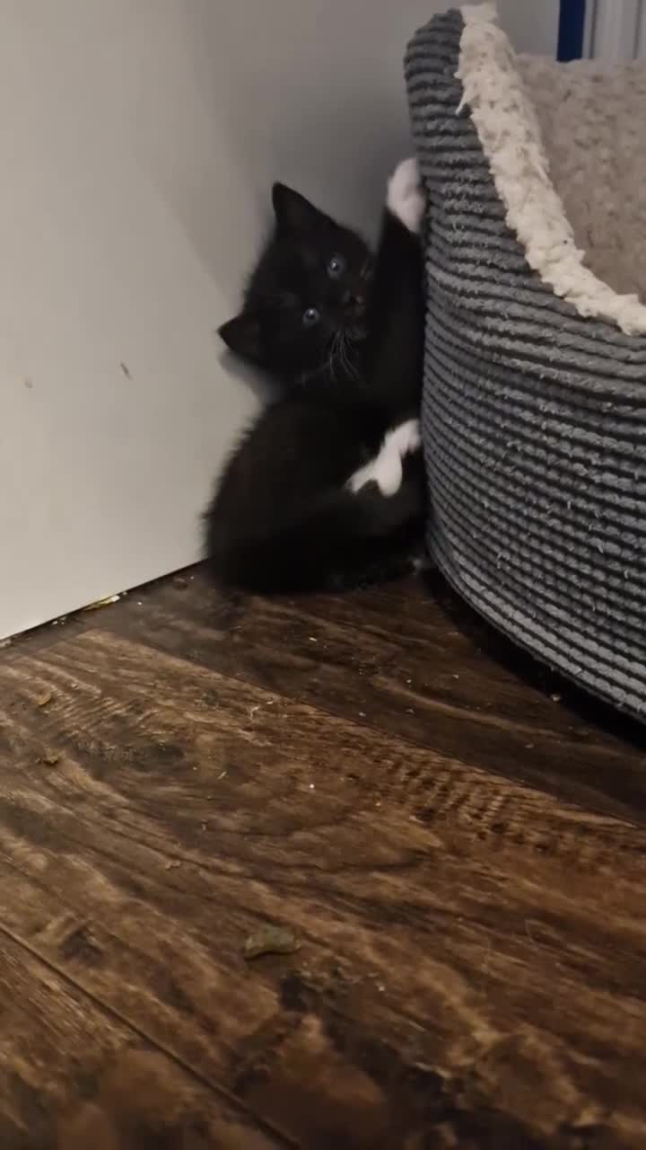 Mixed Breed cats for sale: 💥💥💥Lovly Kittens 💥💥💥 - Video 1